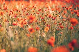 Schönes Feld mit roten Mohnblumen im Abendlicht. Nahaufnahme von roten Mohnblumen im Wiesenfeld. schöne Naturlandschaft. romantische rote Blumen. foto