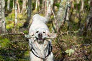 Golden Retriever läuft mit Stock im Mund durch Sumpf foto