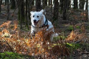 Golden Retriever läuft durch Waldbüsche foto