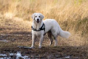 golden retriever, der im schlammigen feld lächelt foto