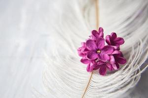 lila violette Blüten auf einer weißen Straußenfeder. eine lila Glücksblume mit fünf Blütenblättern inmitten der vierzackigen Blüten aus leuchtend rosa Flieder. der Zauber von Fliederblüten mit fünf Blütenblättern. Attrappe, Lehrmodell, Simulation