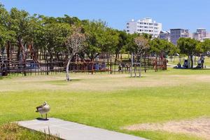 braune enten und spielplatz in kapstadt. grüner punkt park. foto