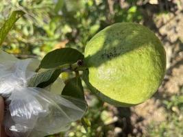 Guave-Frucht im Garten foto
