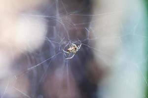 Spinne auf dem Web-Naturhintergrund foto