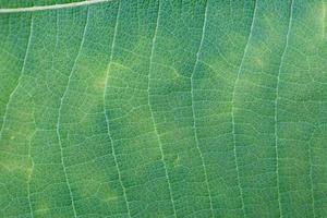 grüne Blatt Textur foto