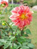 schöne rosa Dahlienblume foto