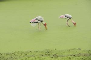 rothaariger Vogel, weiß, schwarz und rosa, langes Bein, das im Wasser auf einem moosigen grünen Boden steht und nach Nahrung sucht. bei Regen im Wald foto