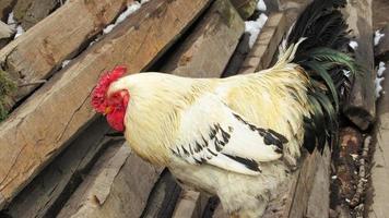 Hahn auf dem Bauernhof. Hühner züchten. Hühnerfarm foto