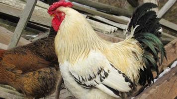 Hahn auf dem Bauernhof. Hühner züchten. Hühnerfarm foto