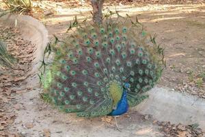 Pfau Indischer Pfau alias Peafowl Vogel Tier foto