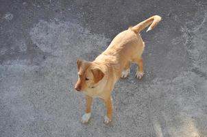 Golden Labrador Retriever-Hund foto