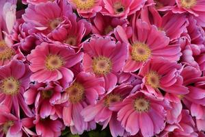 Blumenstrauß aus kleinen rosa und weißen Blüten foto