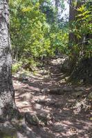 Wanderweg im Tafelberg-Nationalpark, Kapstadt, Südafrika. foto