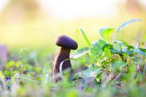 Frisches rohes Wildpilz-Bio-Lebensmittel in einem Waldherbst - Cep, Black Penny Bun, Porcino oder King Boletus, normalerweise als schwarzer Porcini-Pilz bezeichnet, Cep, Bolete-Pilz auf der grünen Naturpflanze foto