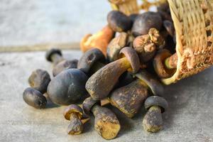 Frisches rohes Wildpilz-Bio-Lebensmittel in einem Waldherbst - Cep, Black Penny Bun, Porcino oder King Boletus, normalerweise als schwarzer Porcini-Pilz, Cep, Bolete-Pilz auf Korb bezeichnet foto