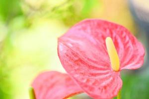 anthuriumblume, die im garten blüht - tailflower, flamingoblume laceleaf blumenrosa foto