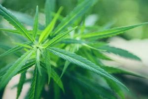 Marihuana-Blatt-Cannabis-Pflanzenbaum, der auf dem Bauernhof wächst - Hanfblätter für den Extrakt der medizinischen Versorgung natürlich für Banner und Hintergrund foto