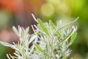 Lavendelblatt im Gartenfeld - Lavendel Goodwin Creek für Kraut foto