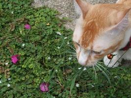 die katze hat weiße streifen und orange streifen. foto