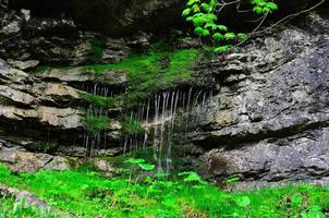 tropfendes Moos und Steine foto