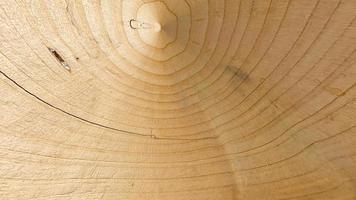 helle weiche holzoberfläche natürliche eichenholzstruktur hintergrund foto