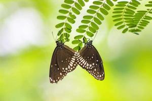 schmetterling, der auf der blume sitzt. selektiver Fokus. hochwertiges Foto. Frühling Natur. foto