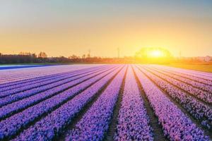Felder Hyazinthen blühende Blumen auf den fantastischen Sonnenuntergang. schön foto