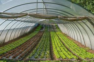 Bio-Gemüseanbau in Gewächshäusern foto