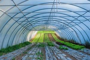 Bio-Gemüseanbau in Gewächshäusern foto
