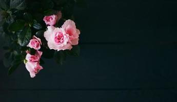 Azalee rosa Blumen blühen im Frühlingsbanner foto