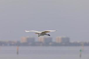 großer weißer reiher, der über florida-gewässer fliegt foto