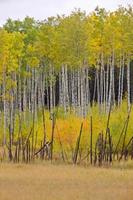 fallen herbstfarben bäume manitoba kanada foto