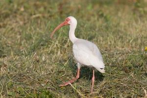 Holzstorch in Florida foto