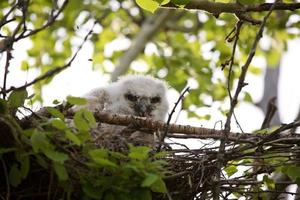 Junge Eule im Nest in Saskatchewan, Kanada foto