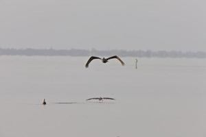 brauner pelikan, der über florida-gewässer fliegt foto