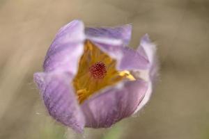 Nahaufnahme eines Prärie-Krokus foto