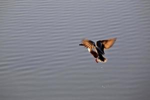 shoveler Drake hebt vom Teich in Saskatchewan ab foto