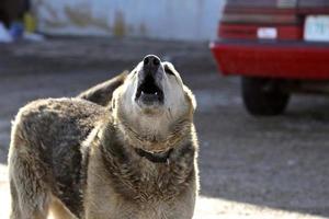 ein älterer Schrottplatzhund foto