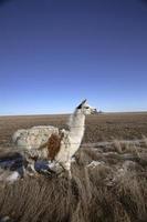 Ein Lama auf einer Weide in Saskatchewan foto