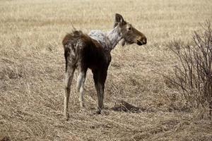 Elchkalb im zeitigen Frühjahr foto