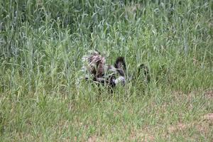 Familie gestreifter Stinktiere im malerischen Saskatchewan foto