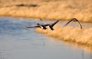 stockenten im flug kanada foto