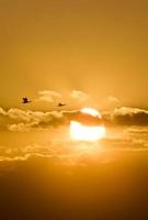 Enten bei Sonnenuntergang Sillouette Kanada foto