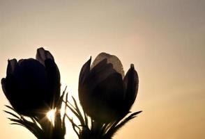 Krokusblüte im Frühling foto