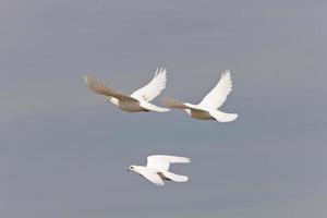 weiße Taube foto