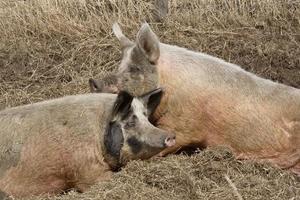 zwei Schweine im Straßengraben foto