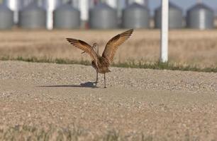 brachvogel im flug saskatchewan kanada foto