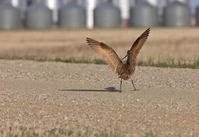 brachvogel im flug saskatchewan kanada foto