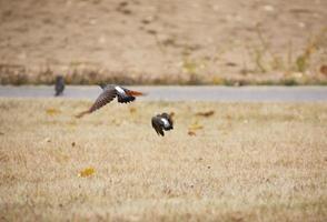 Nordflackern im Flug foto