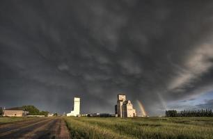 Getreideheber der Prärie foto